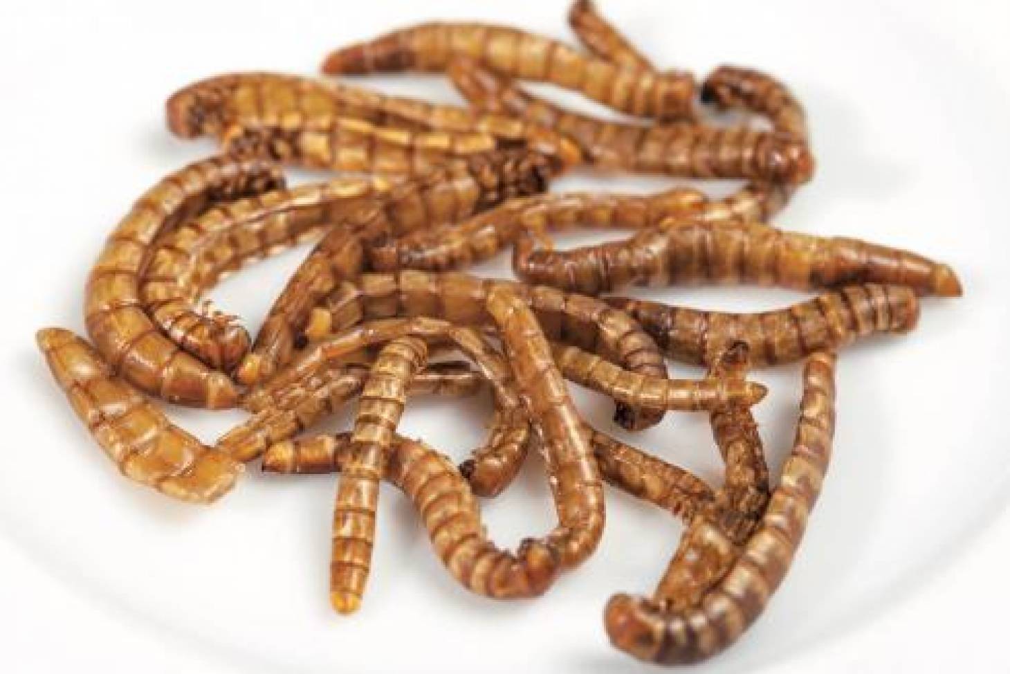 Vous reprendrez bien un peu d’insectes ?