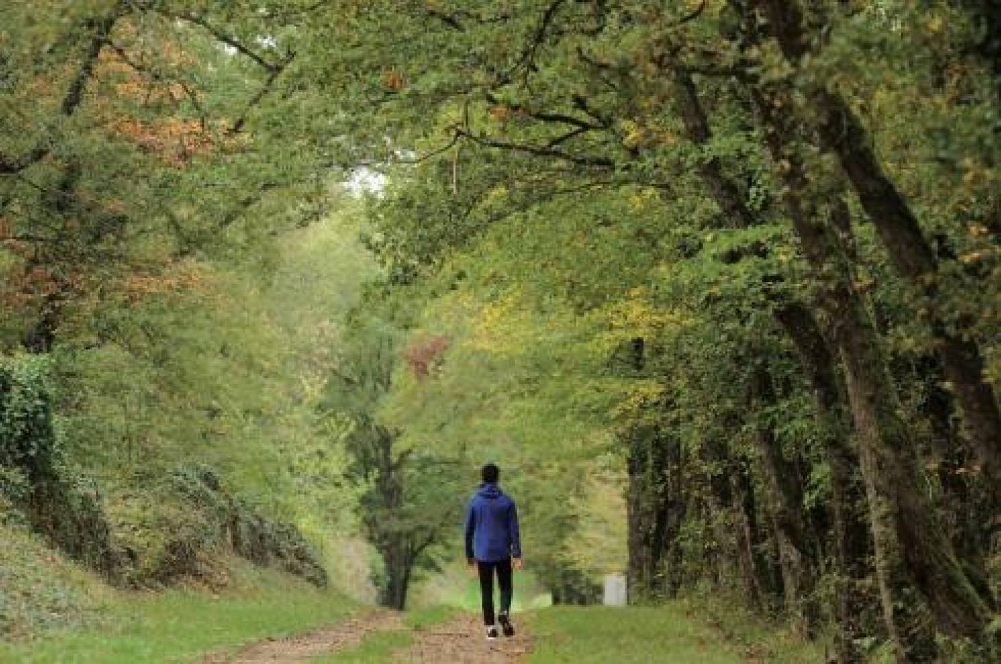 Du bon usage de la forêt