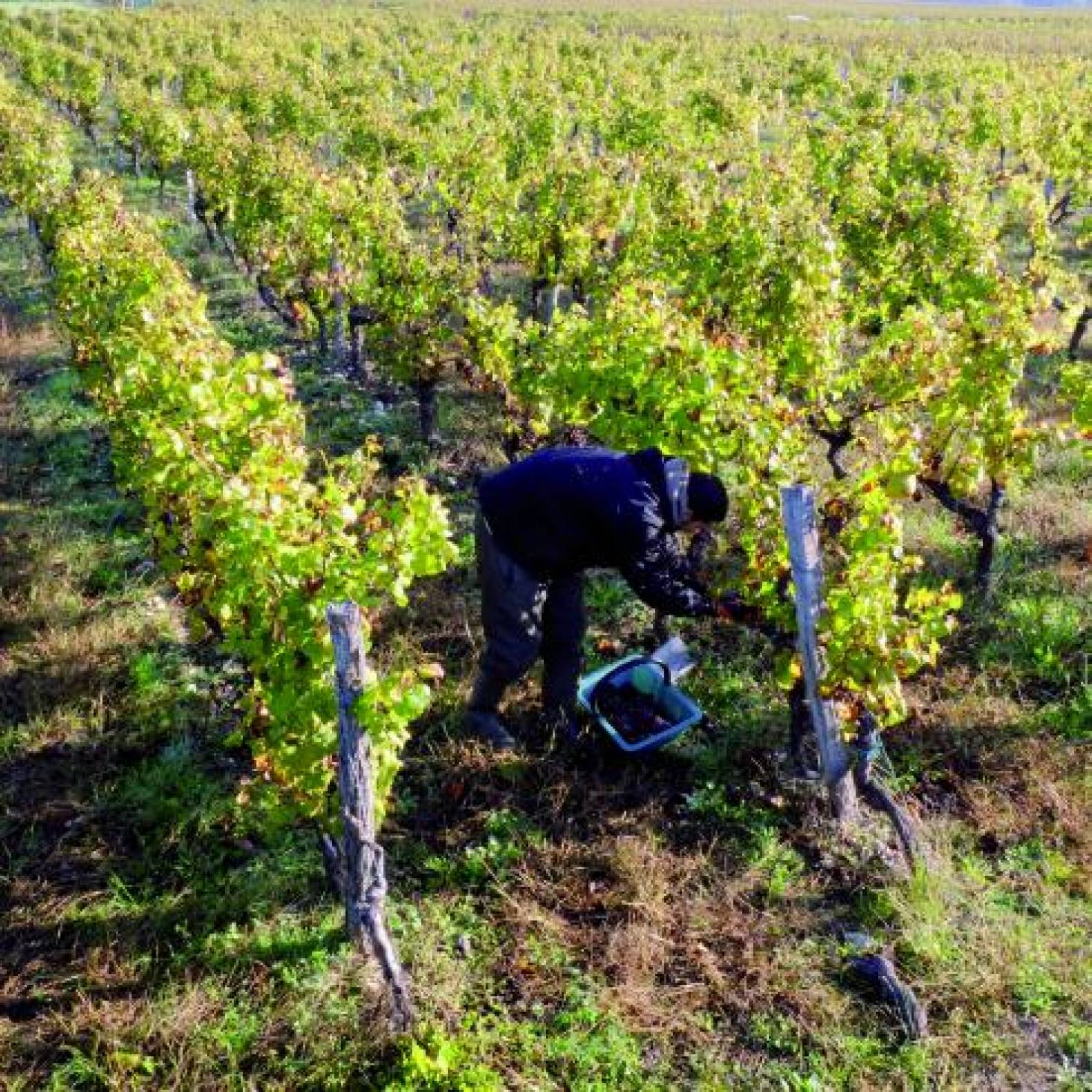 Récoltes, vendanges : les bras manquent