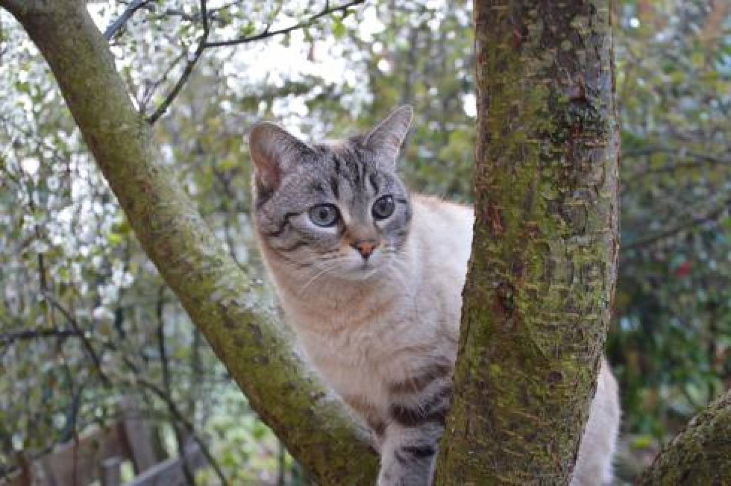Les chats menacent la biodiversité 