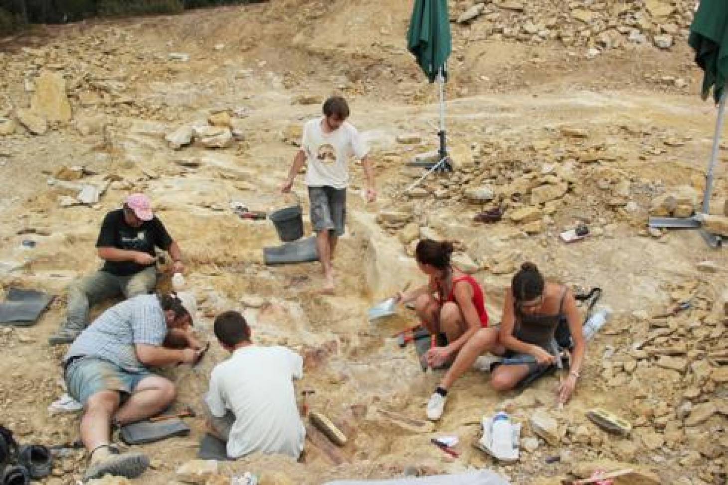 Des Poitevins découvrent un nouveau dinosaure