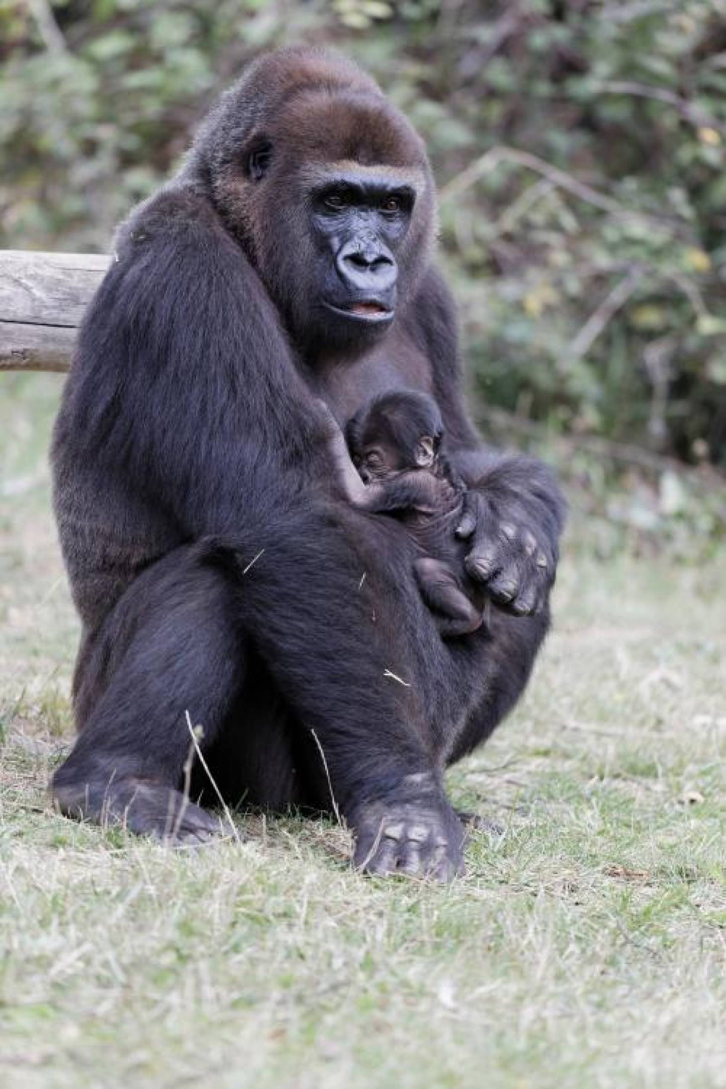 Un bébé gorille vient de naître à la Vallée des Singes