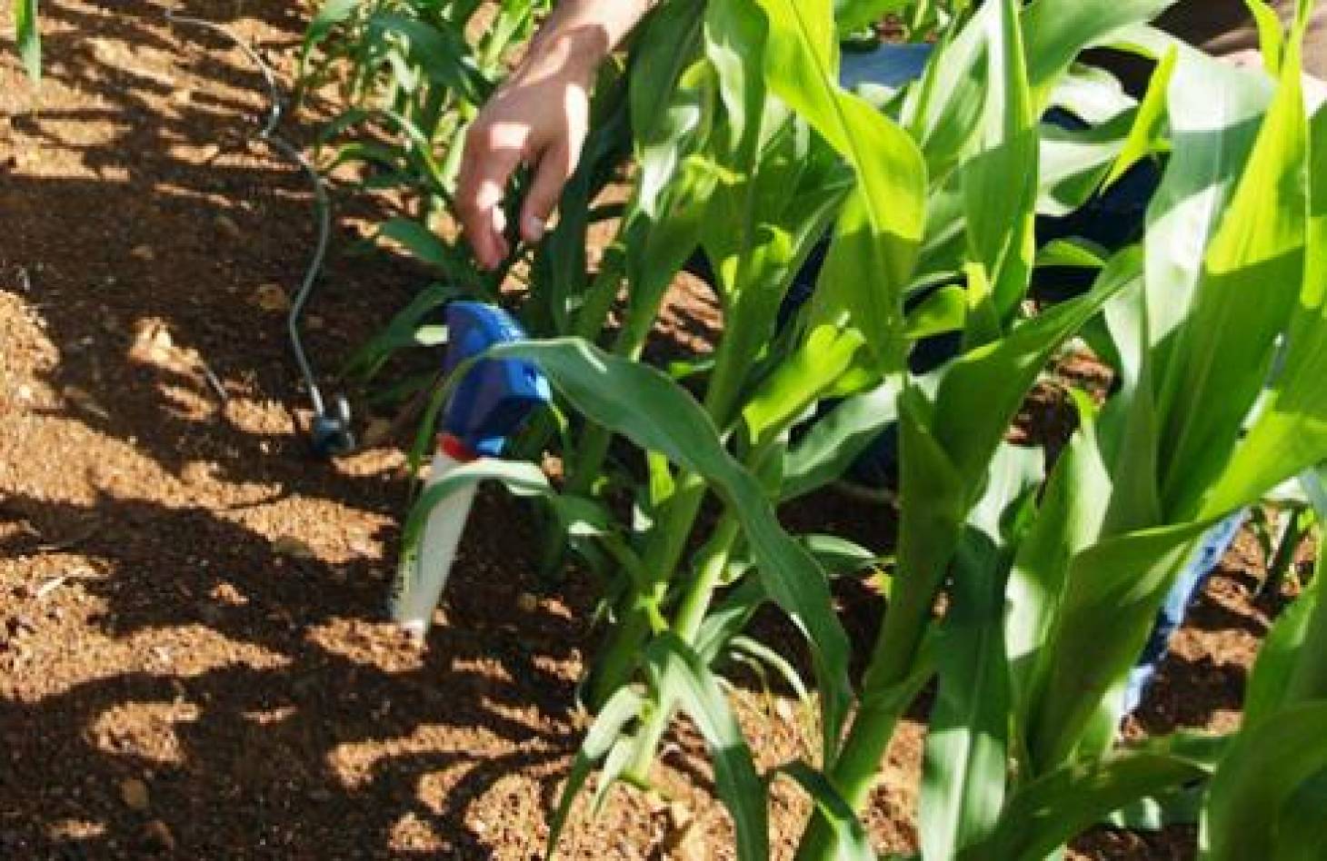 Irrigation assistée<br>par ordinateur
