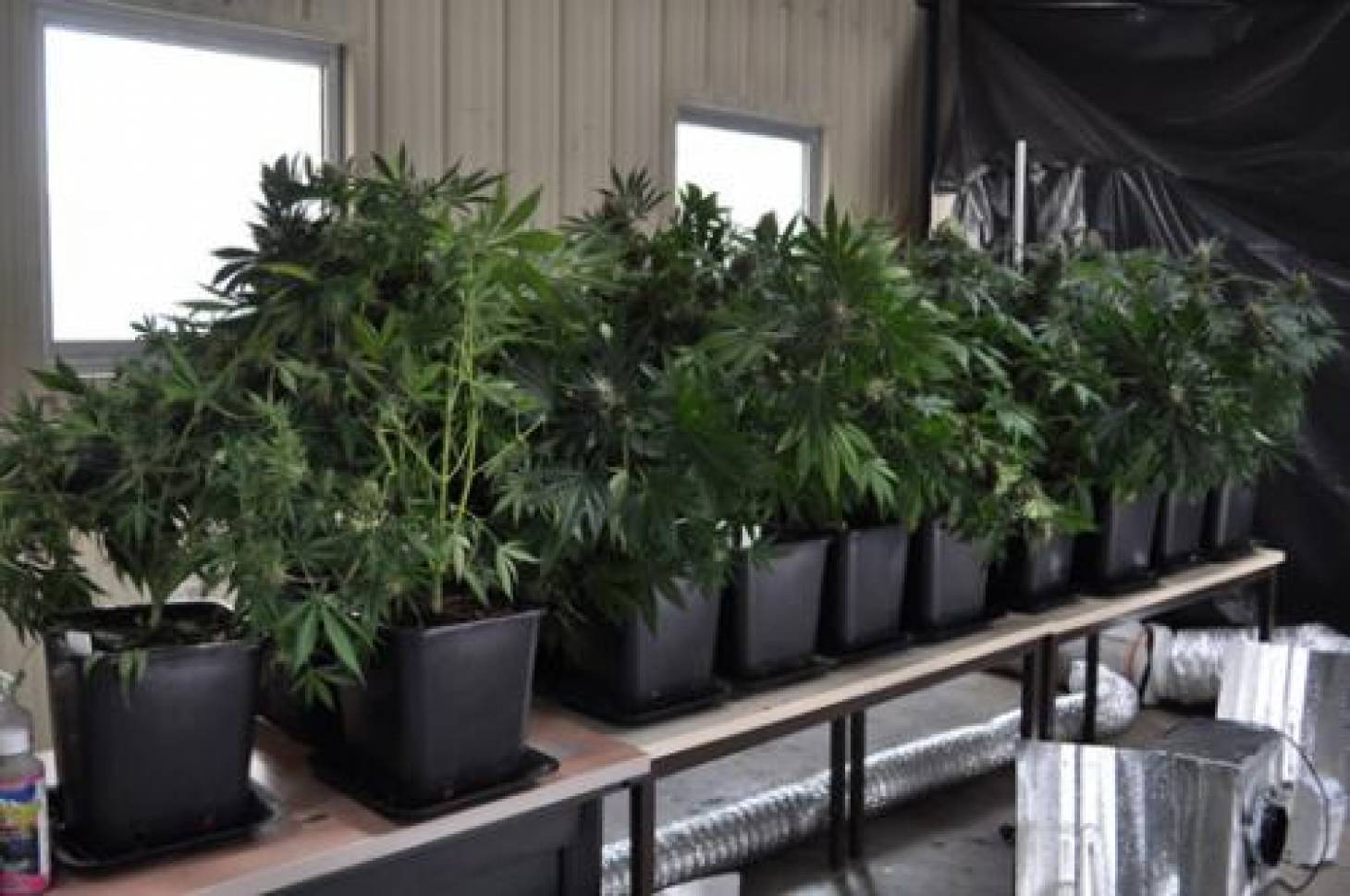 Vingt pieds de cannabis découvert dans l'appartement d'un jeune Poitevin