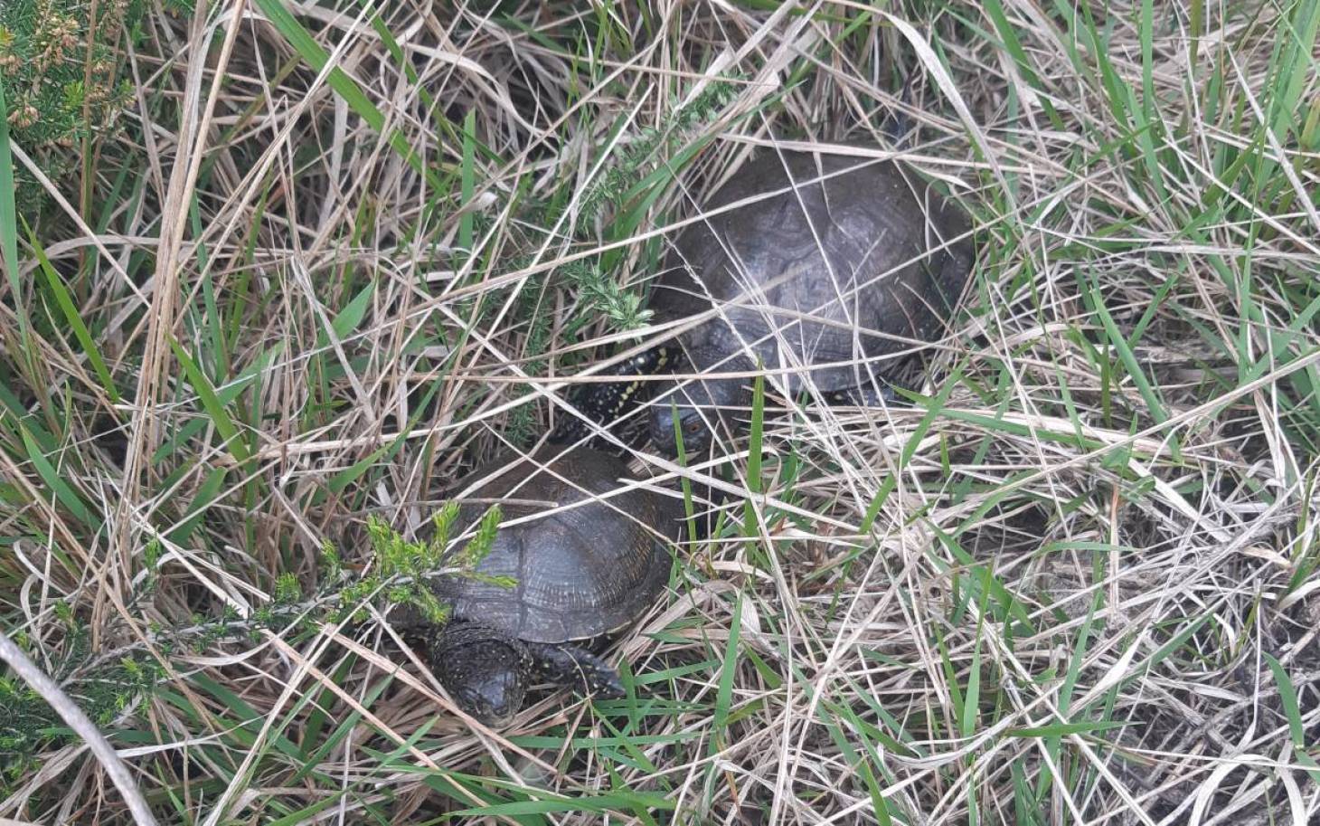 Biodiversité : dans la Vienne, ces espèces qui se découvrent