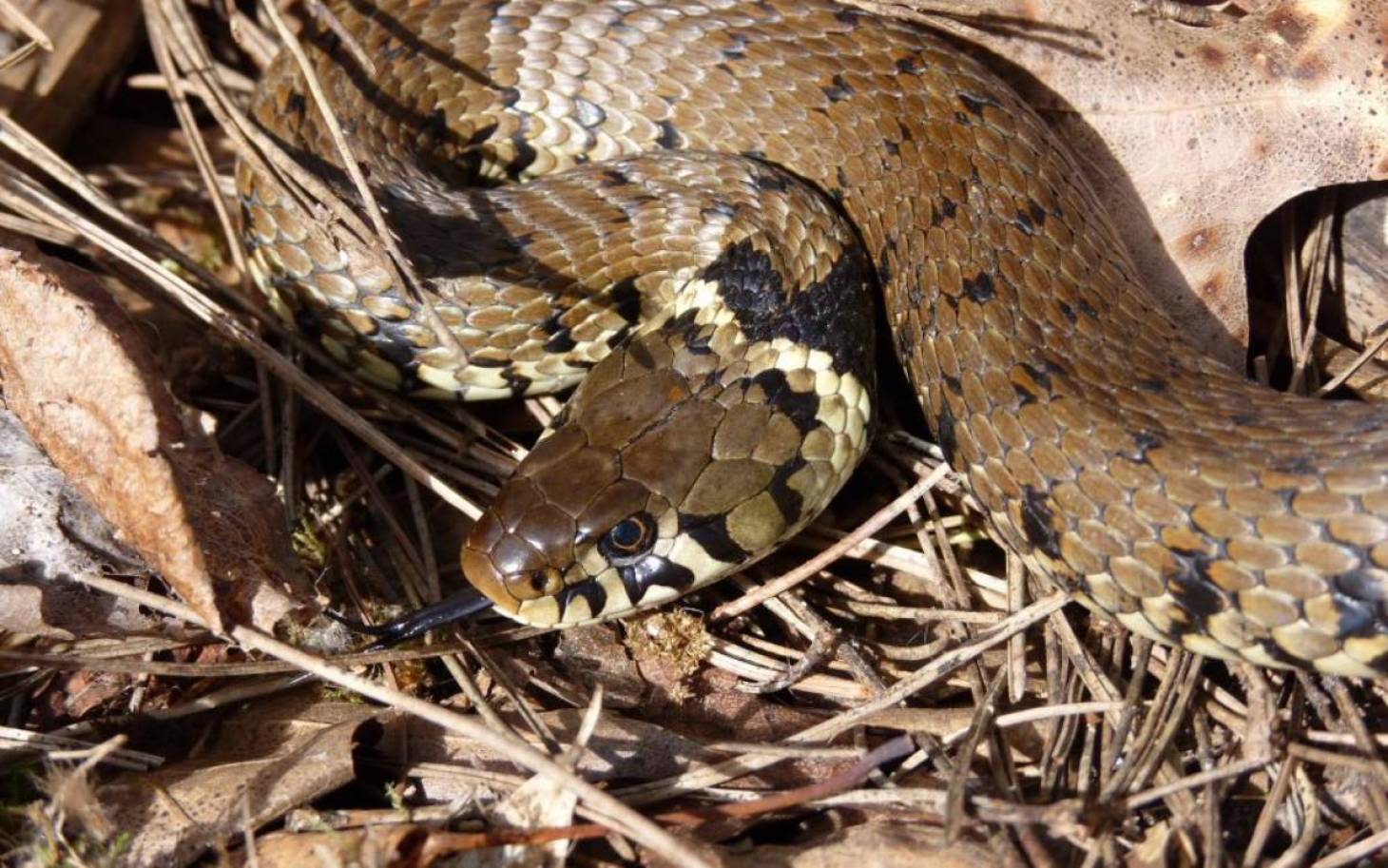 Nos amis les serpents