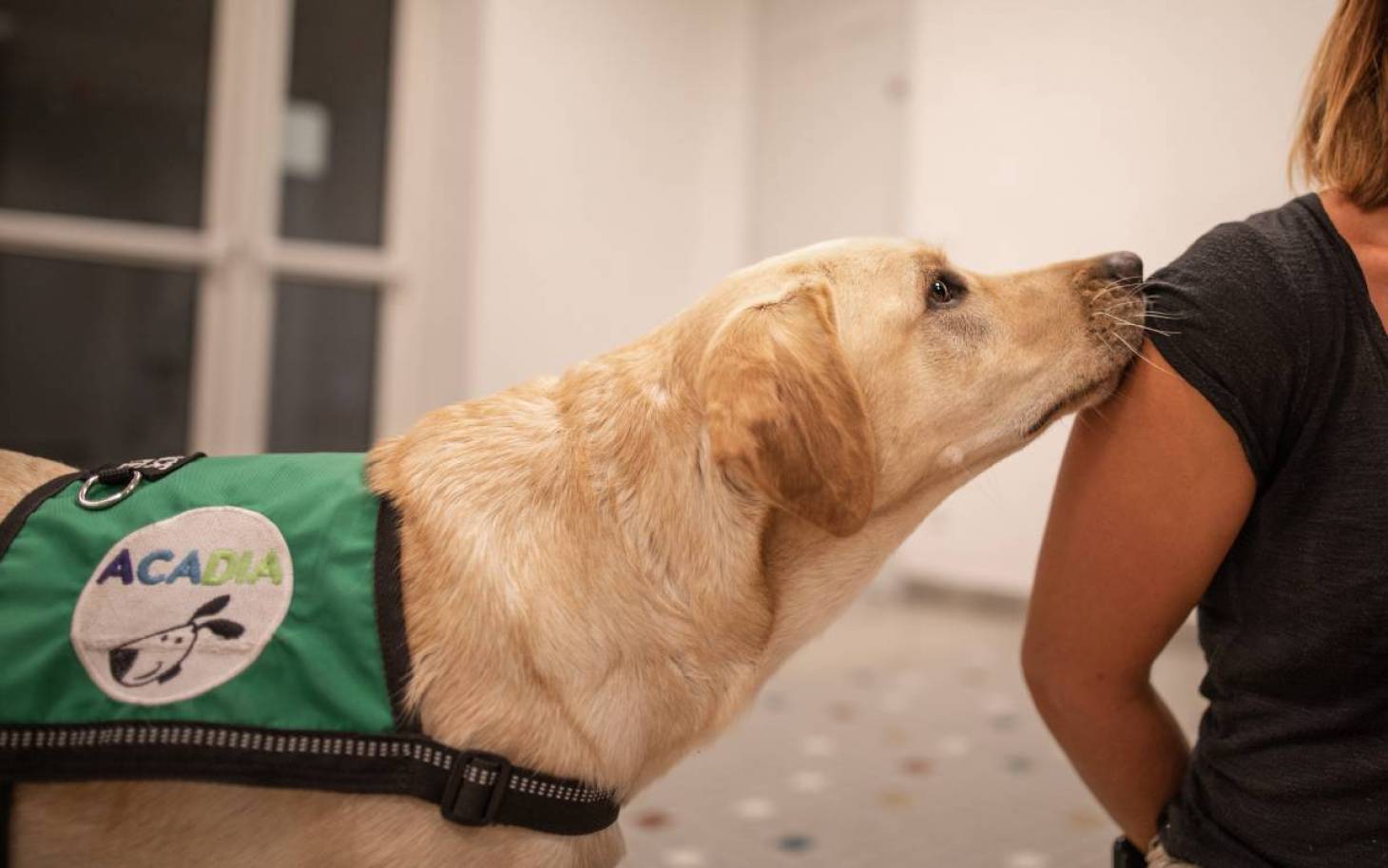 Le chien, meilleur ennemi du diabète