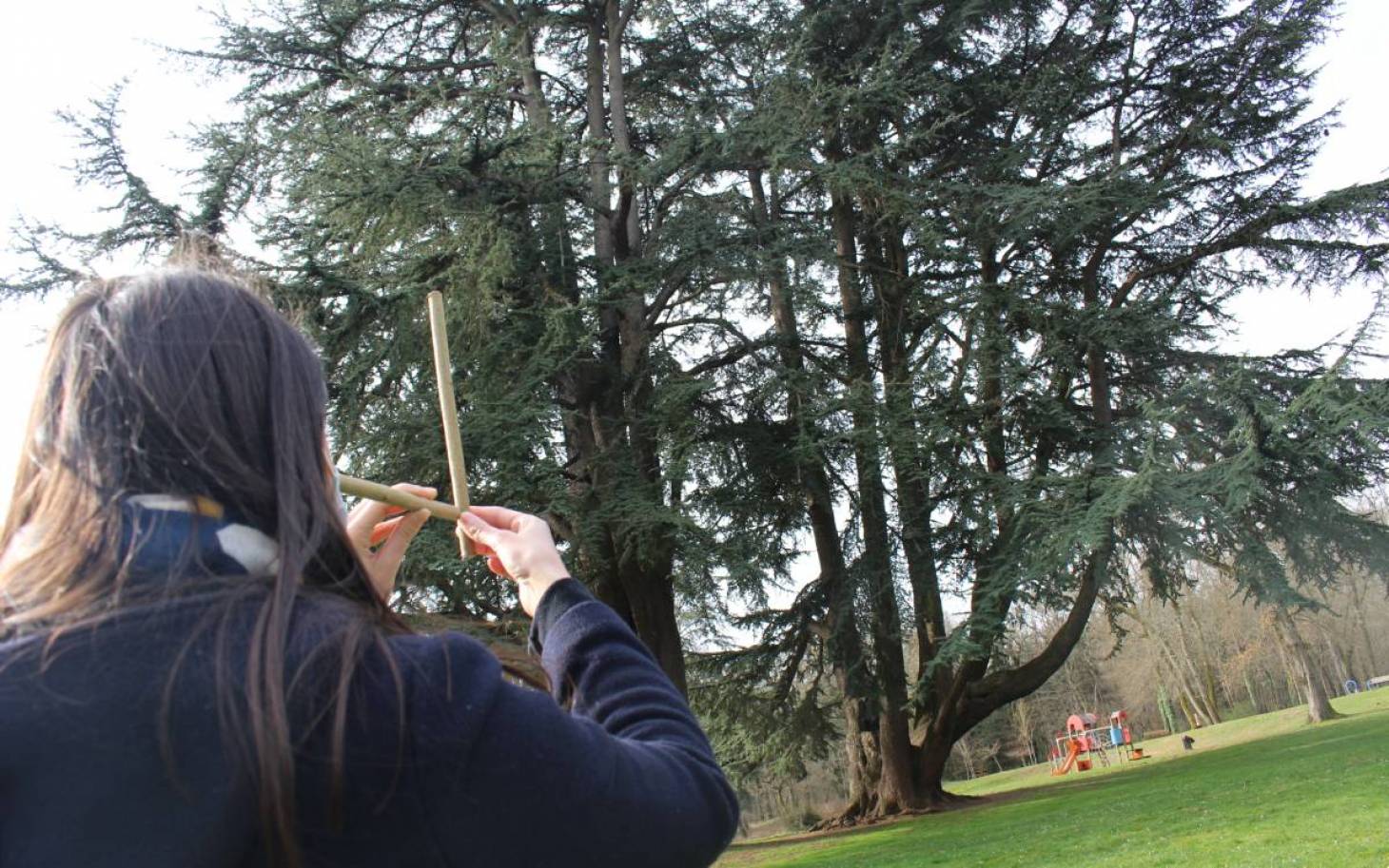 Les arbres de la Vienne passés au crible