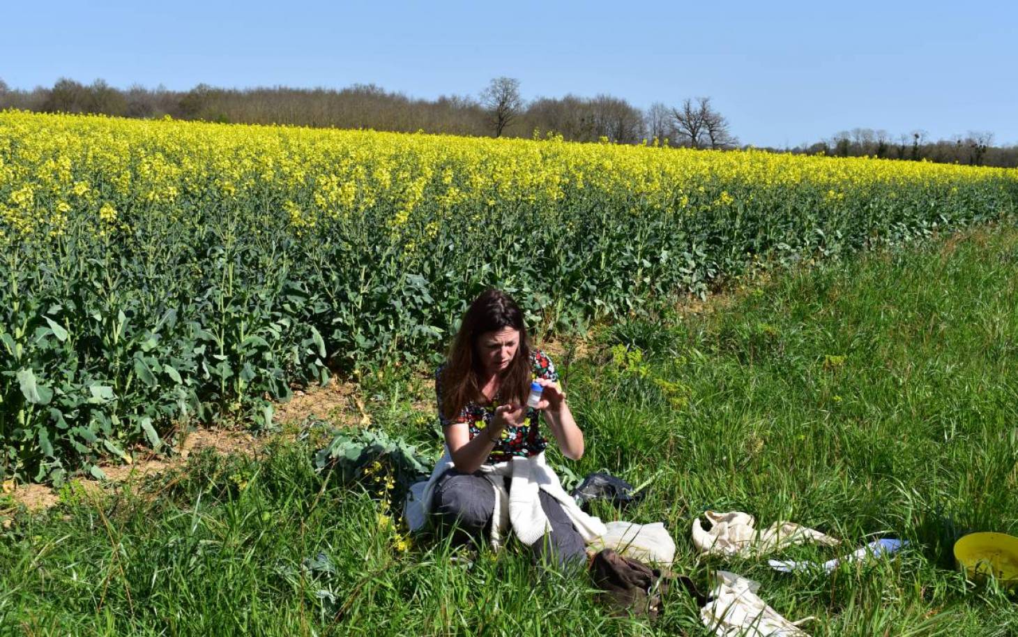 Le colza prépare sa mue agro-écologique