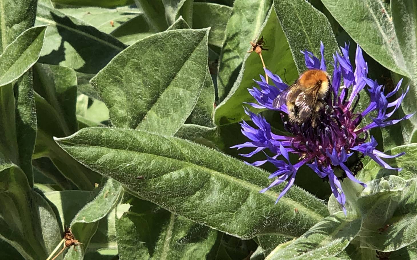 Jardin - Des gestes simples pour la biodiversité