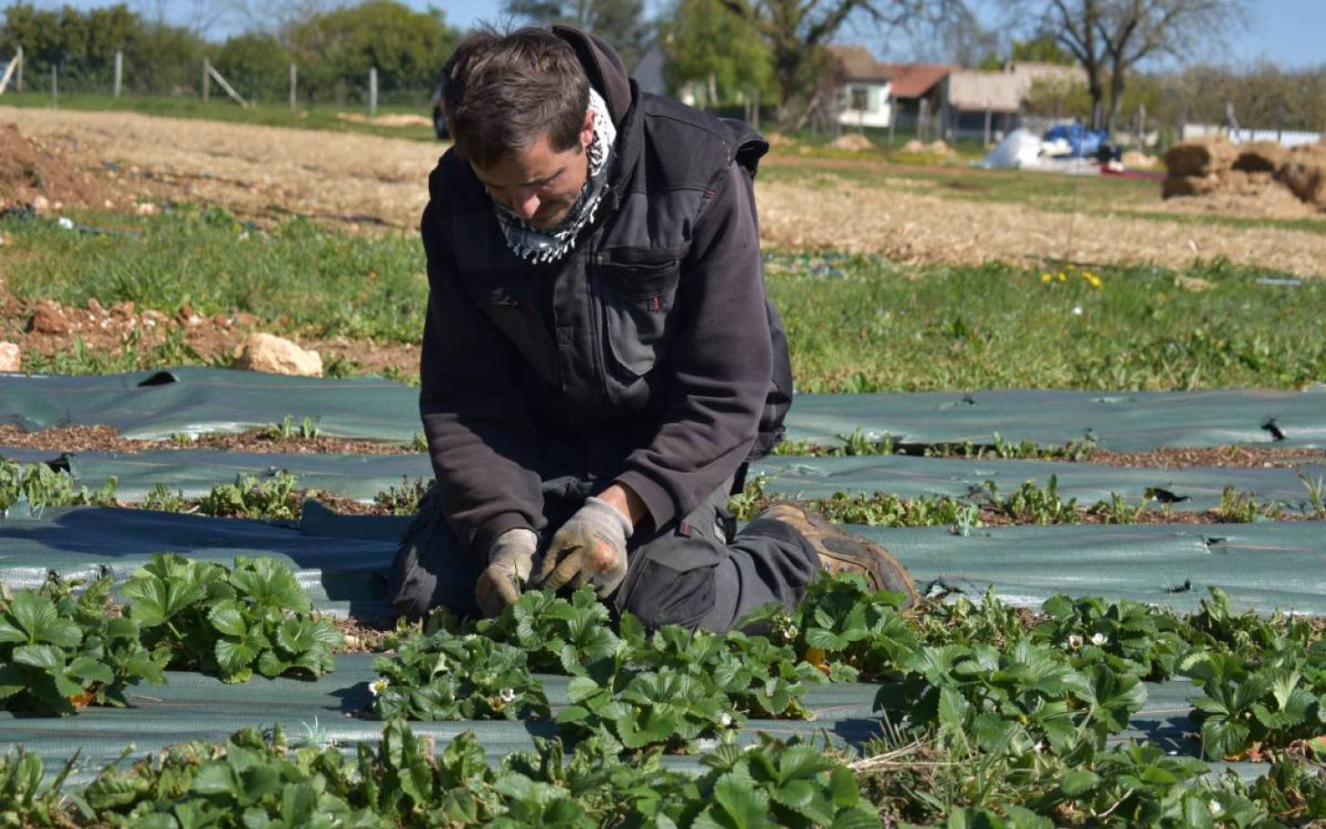 Le fragile destin des surplus de jardin