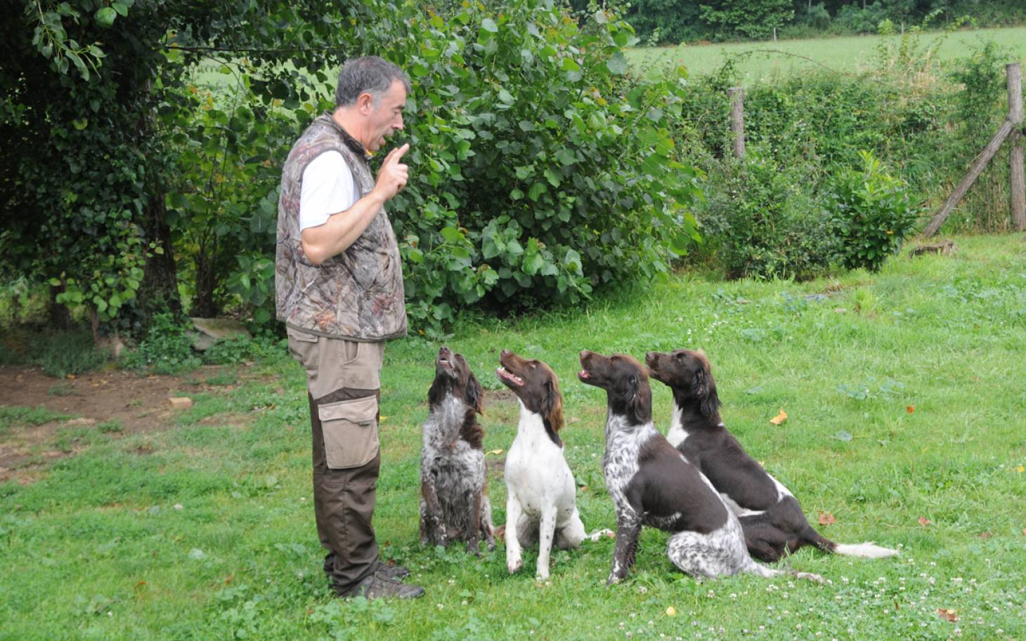 Chasse - Chiens à origine contrôlée