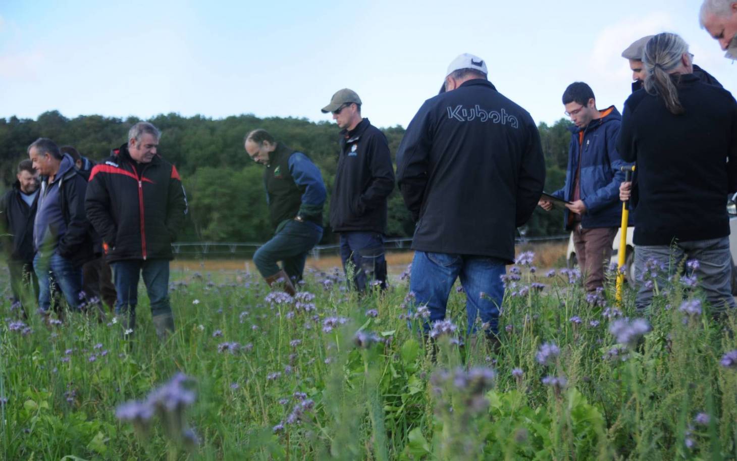 Des céréaliers à couvert