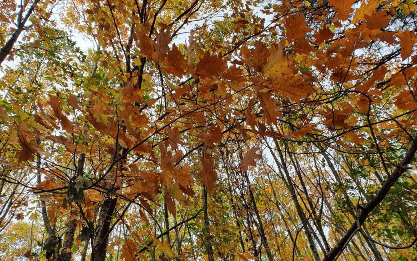 La forêt brûle  et on regarde ailleurs