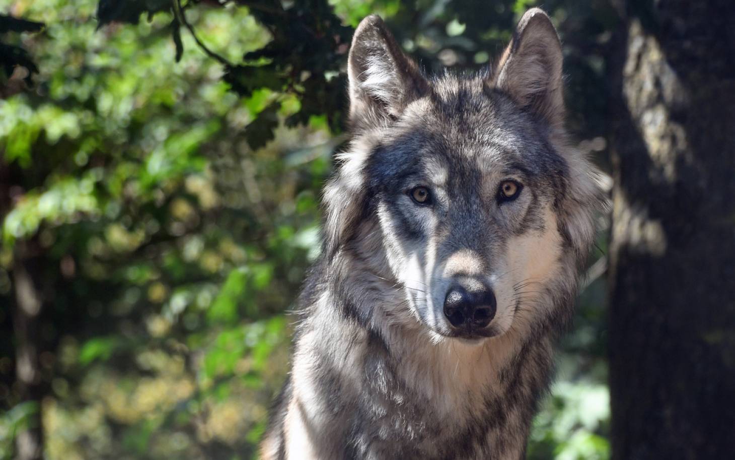 Quand on parle du loup…