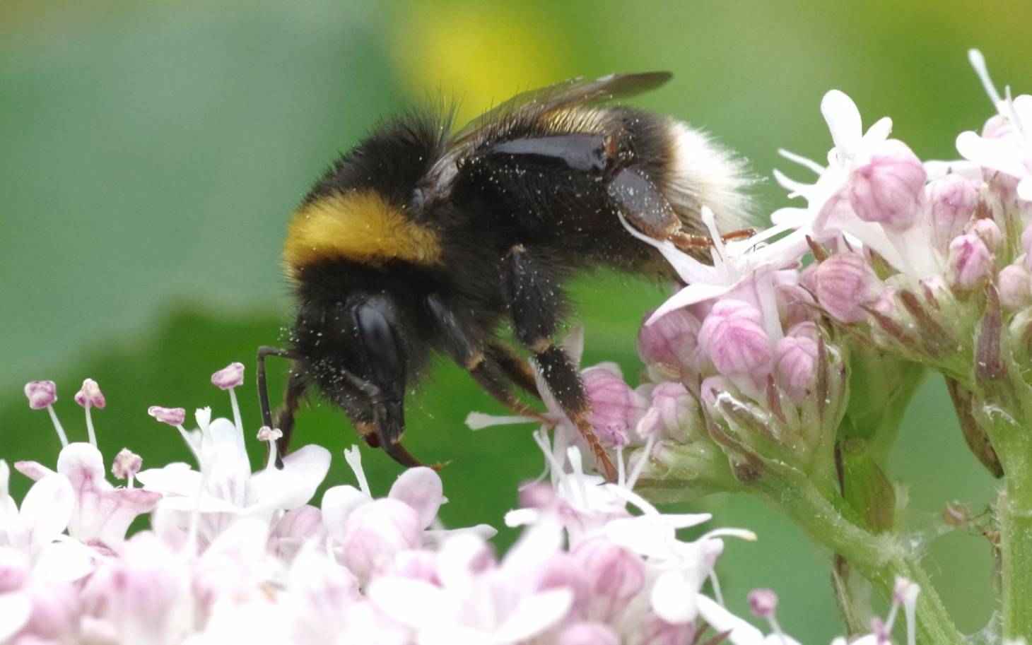 Un insecte qui  couve ses œufs