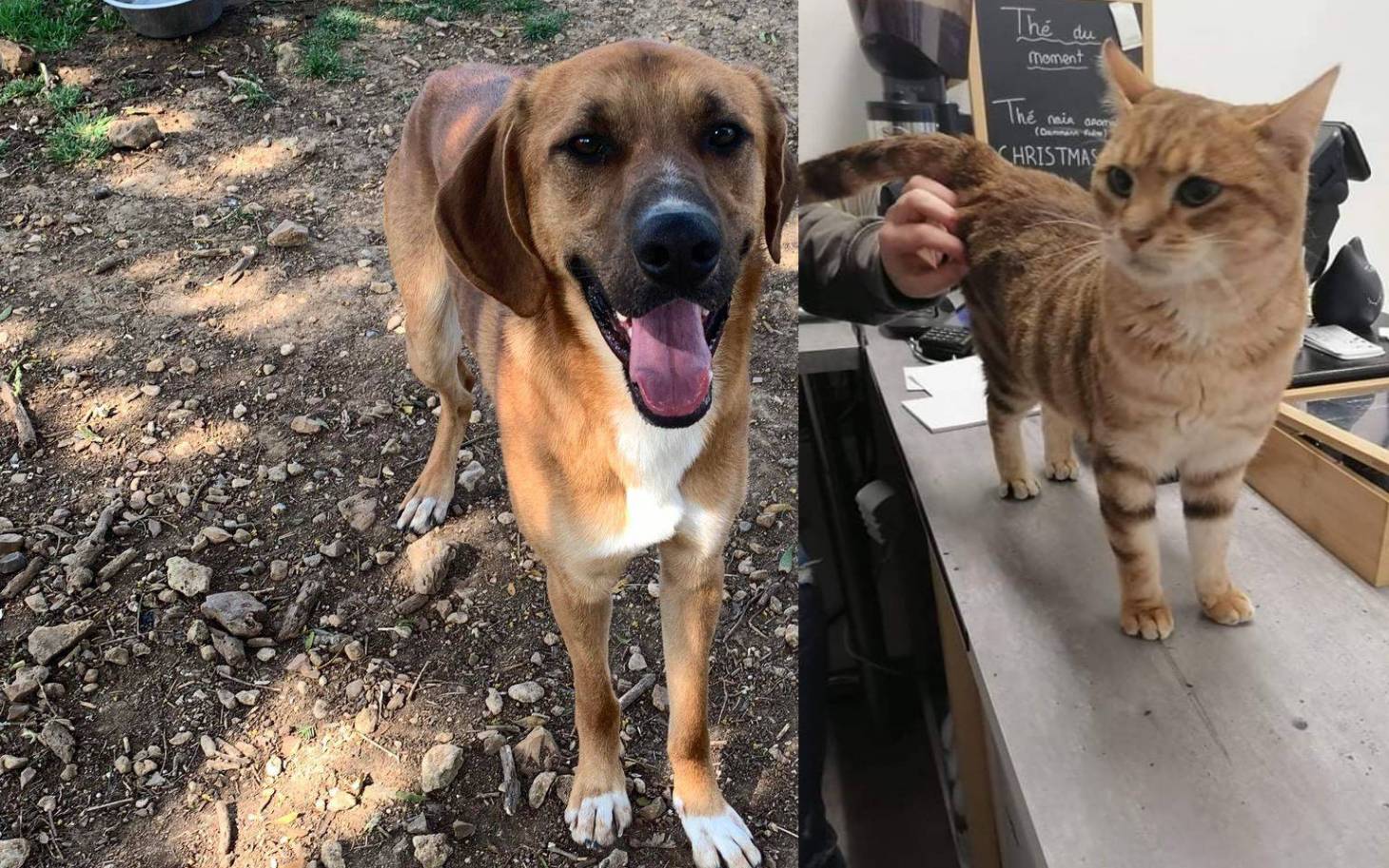 Adoptez-les : Ricardo et Bilbao