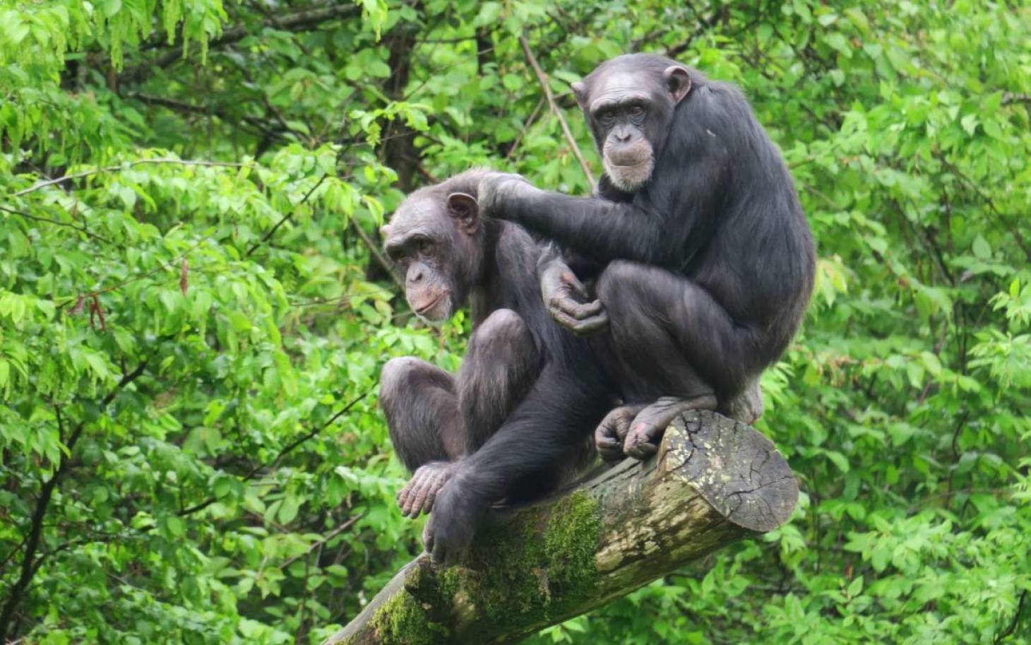 La Vallée des singes,  un puits de données