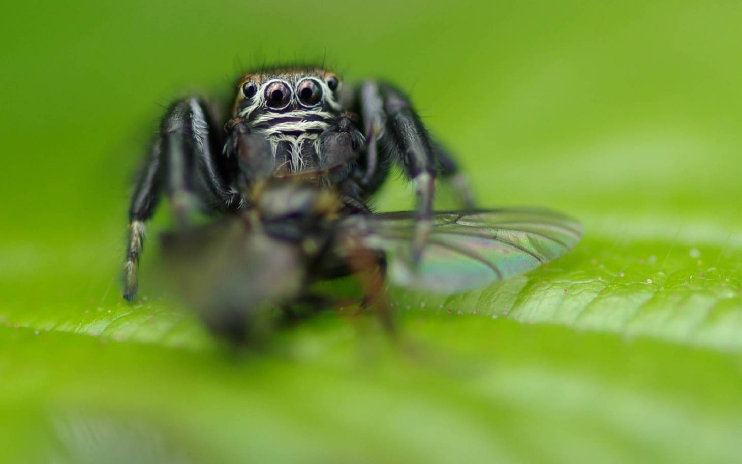 Des araignées, oui mais des saltiques !