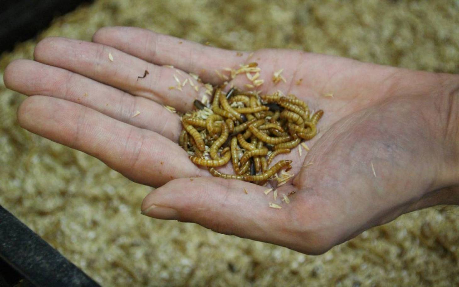 Des vers poitevins dans l'assiette