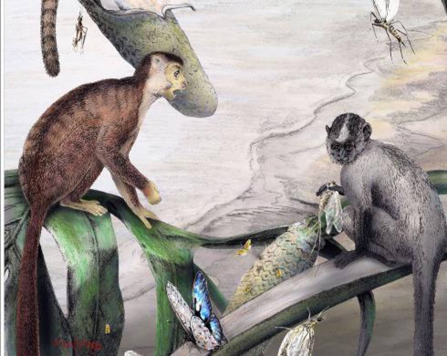 Des primates peuplaient l'Afrique avant Toumaï