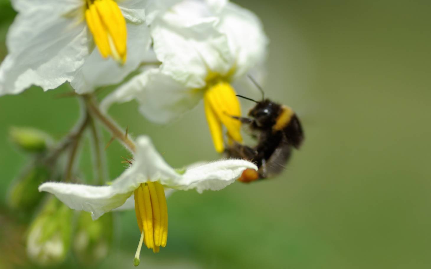 La pollinisation des insectes en cinq points