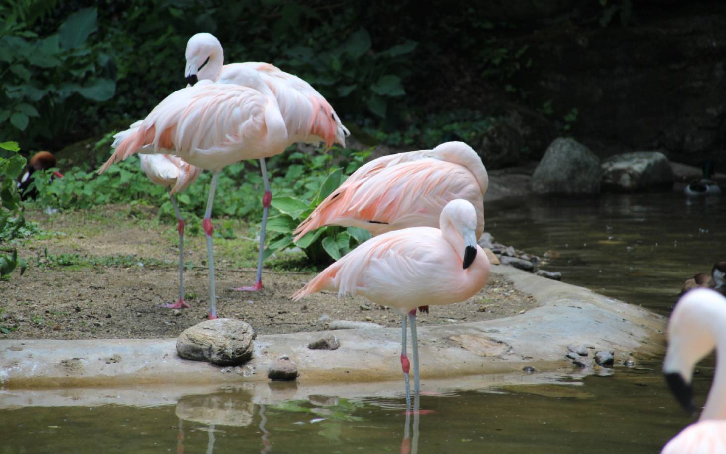 Poitiers au chevet de ses animaux