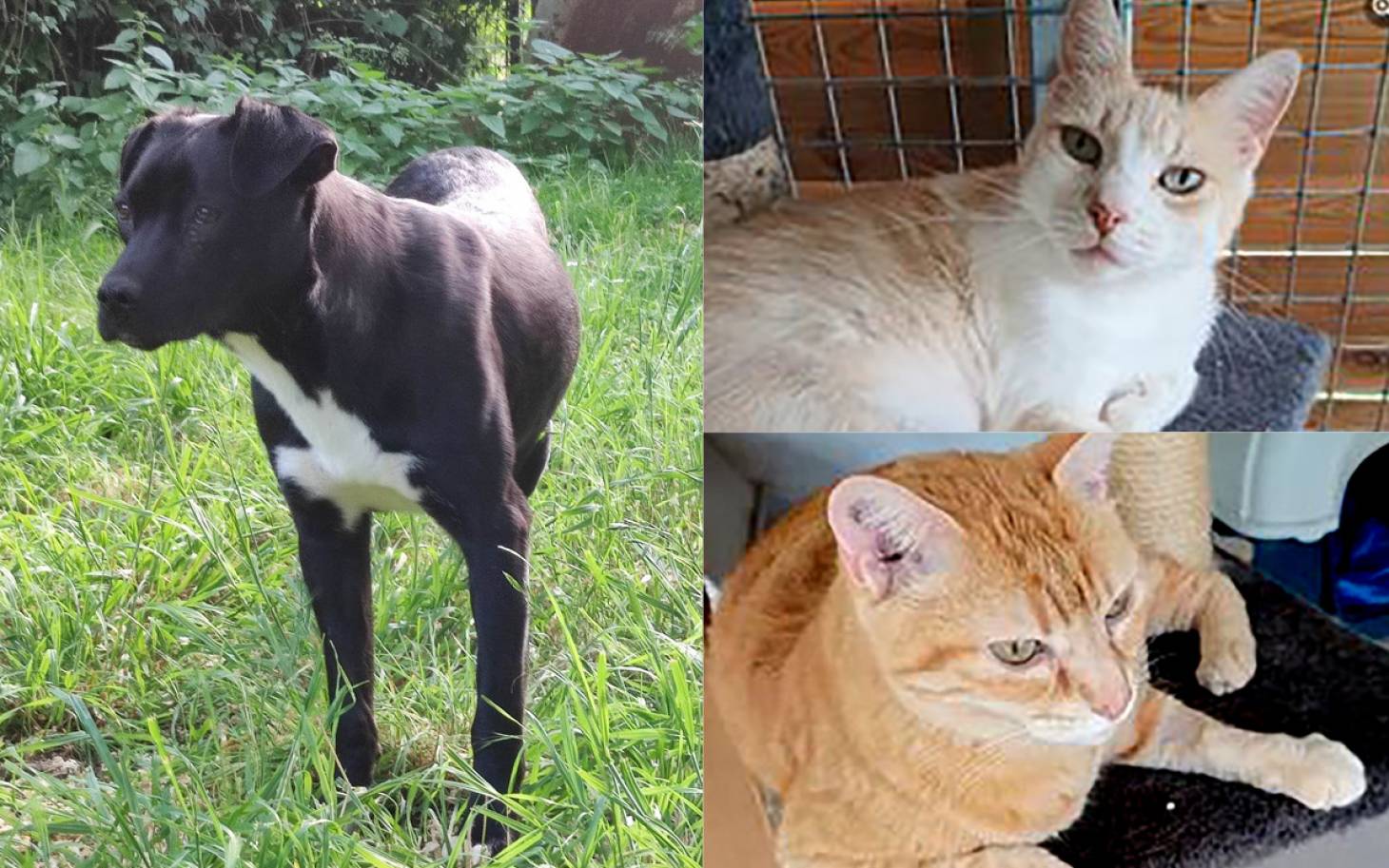 Adoptez-les : Tilly, Câlin et Sacha