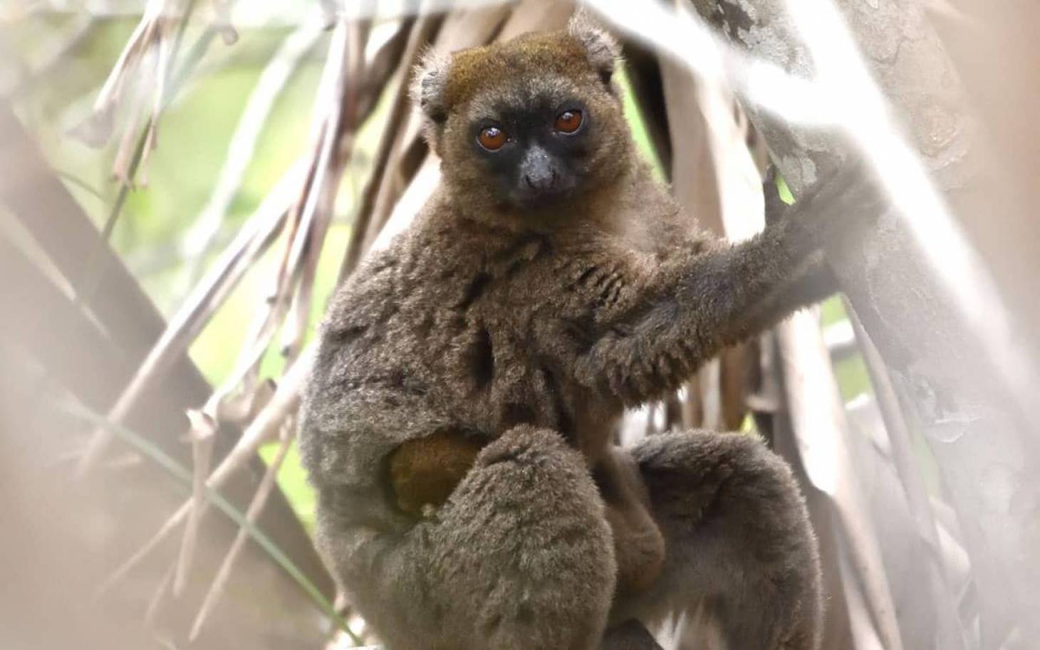 Trois jours de fête pour de bonnes causes à la Vallée des singes