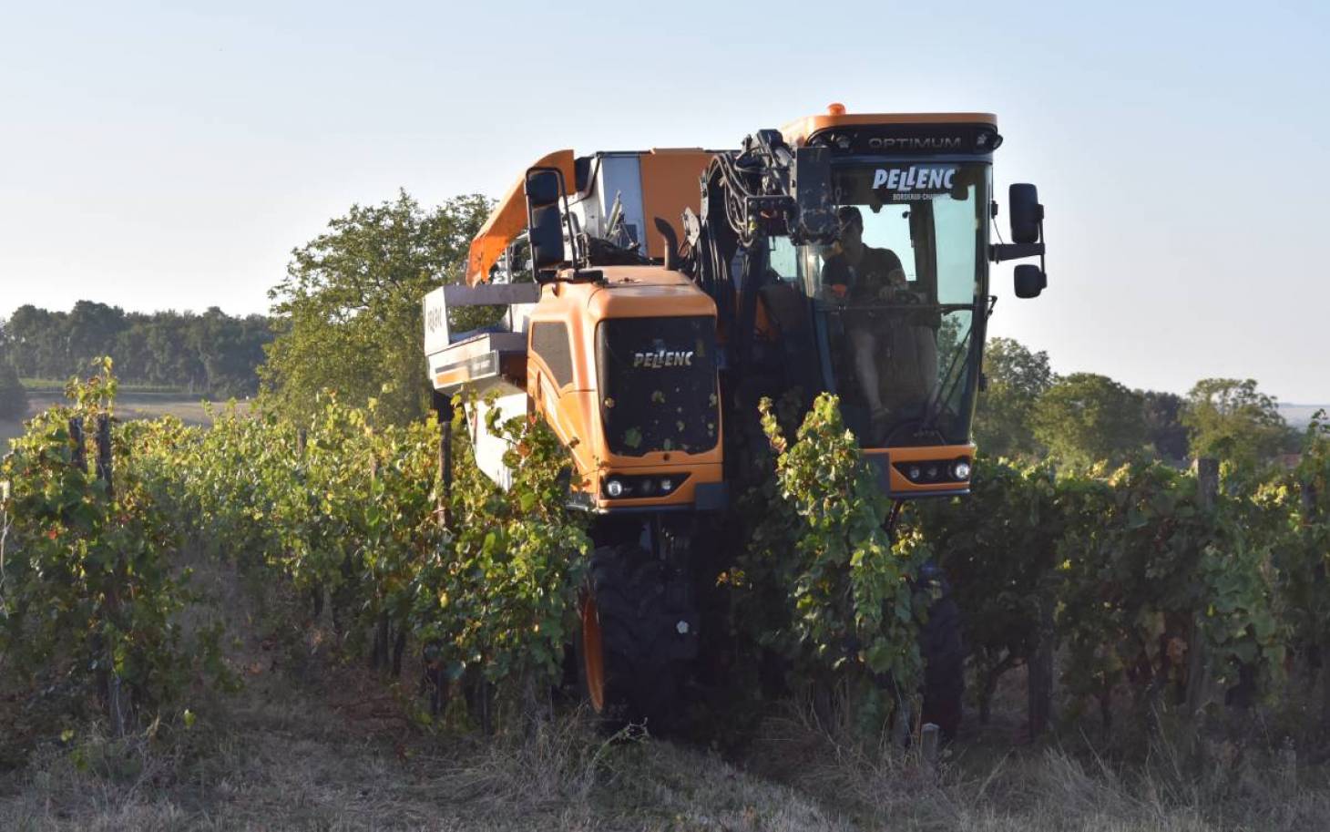 La vigne source d’emploi