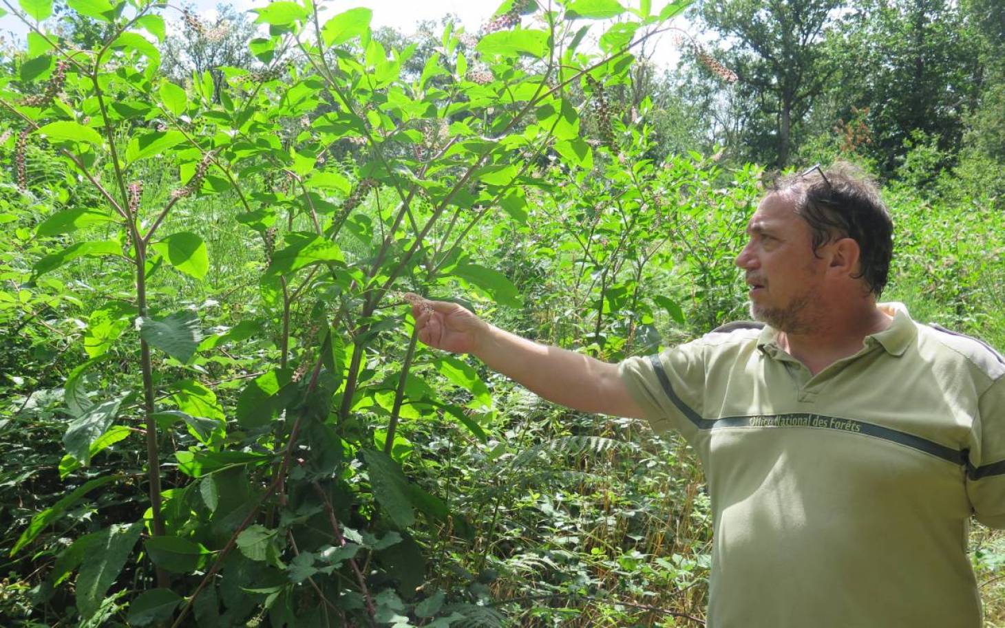 Le raisin d’Amérique prend racine