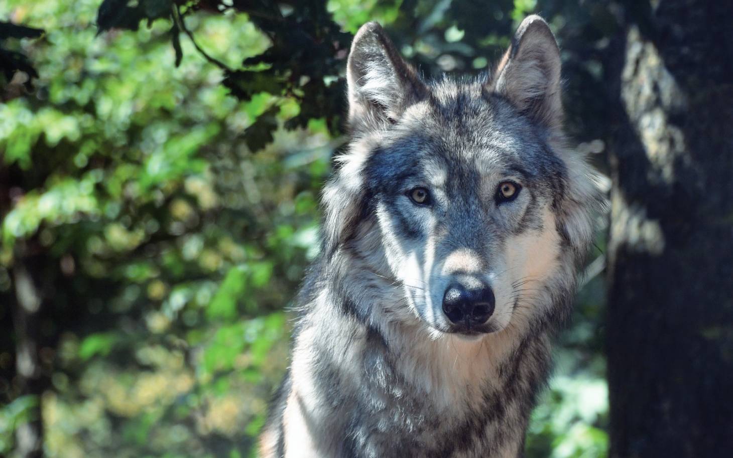 Le loup photographié dans le Nord-Vienne n'était en réalité qu'un chien-loup