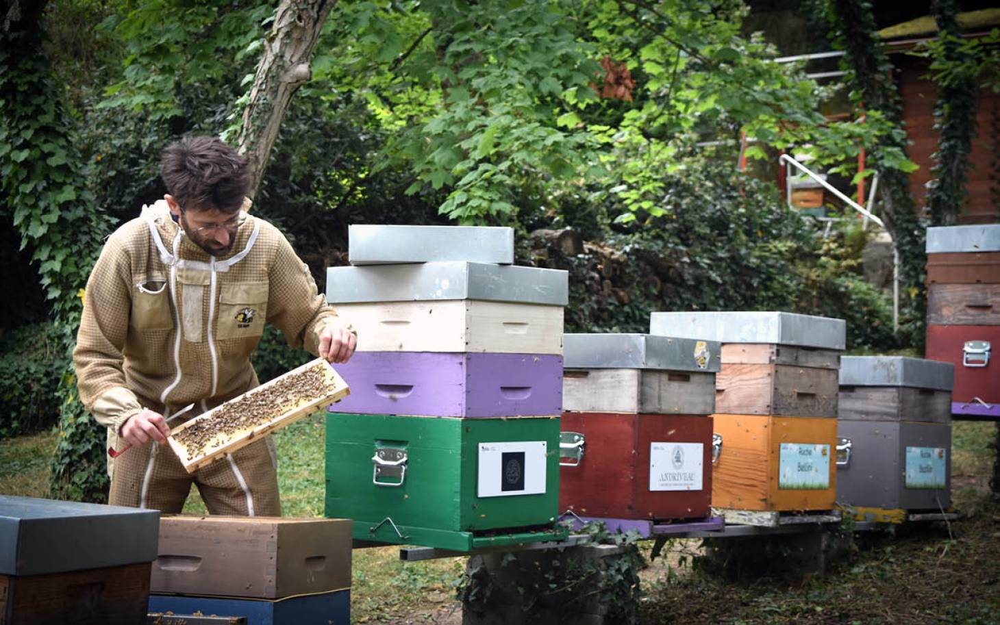 Des abeilles en ville