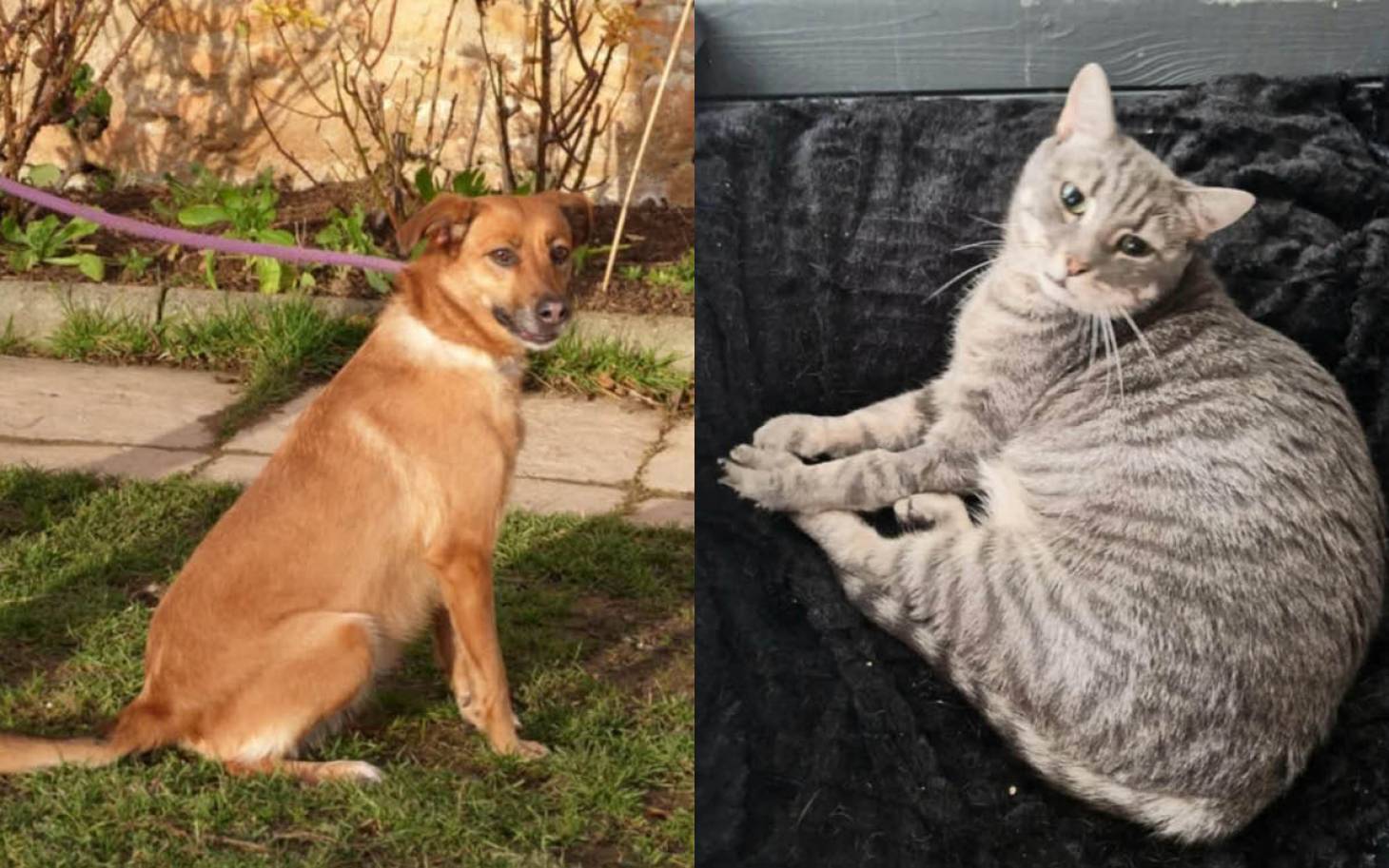 Adoptez-les : Laïka et Emy