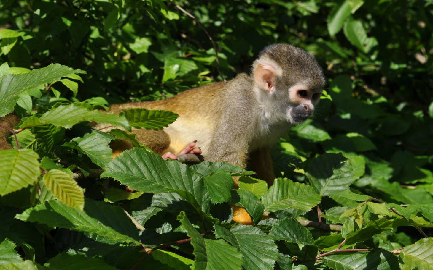 Indémodable Vallée des singes