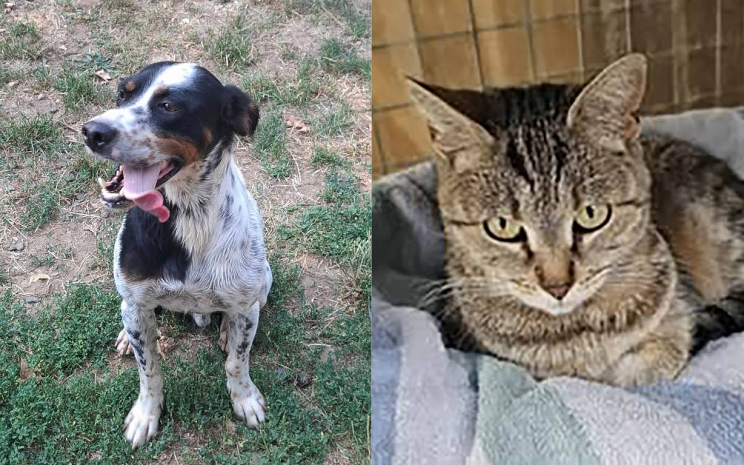 Adoptez-les : Soen et Eole