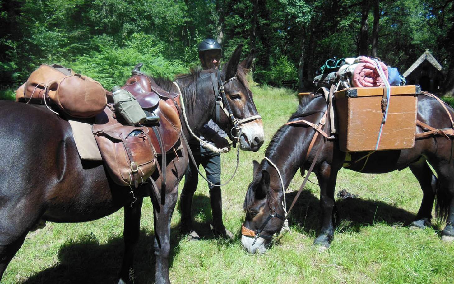 A mule autre pareille