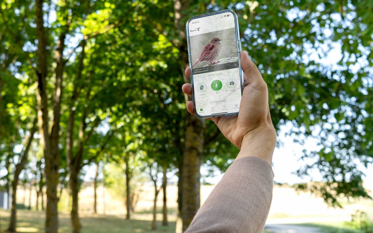 Quand les applis aident  à reconnaître les oiseaux
