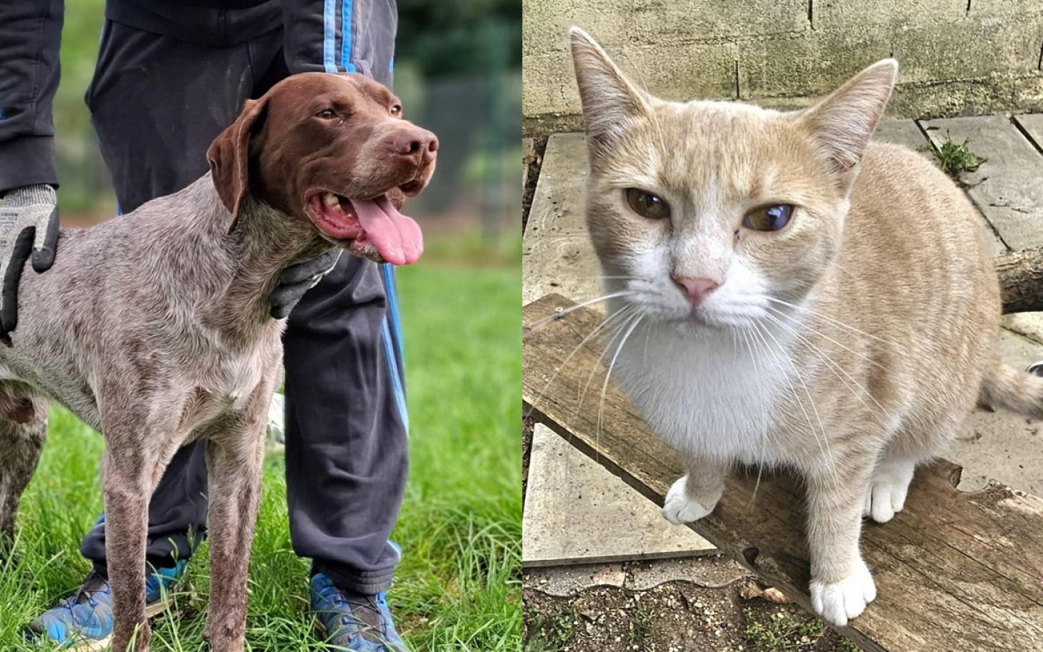 Adoptez-les : Tornado et Abu