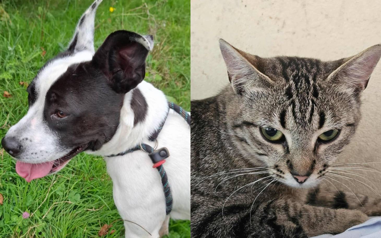Adoptez-les : Domino et Ajax