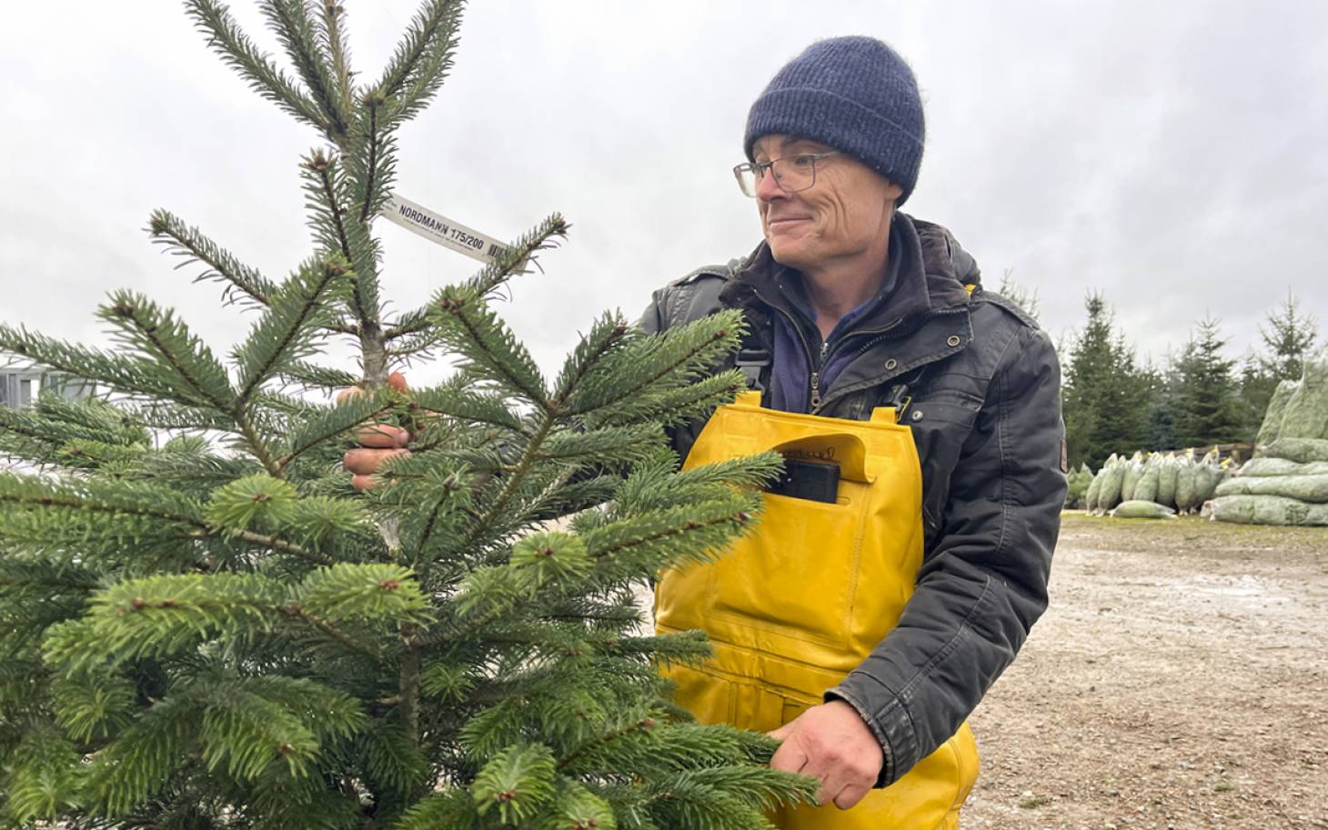 Le sapin star du Poitou