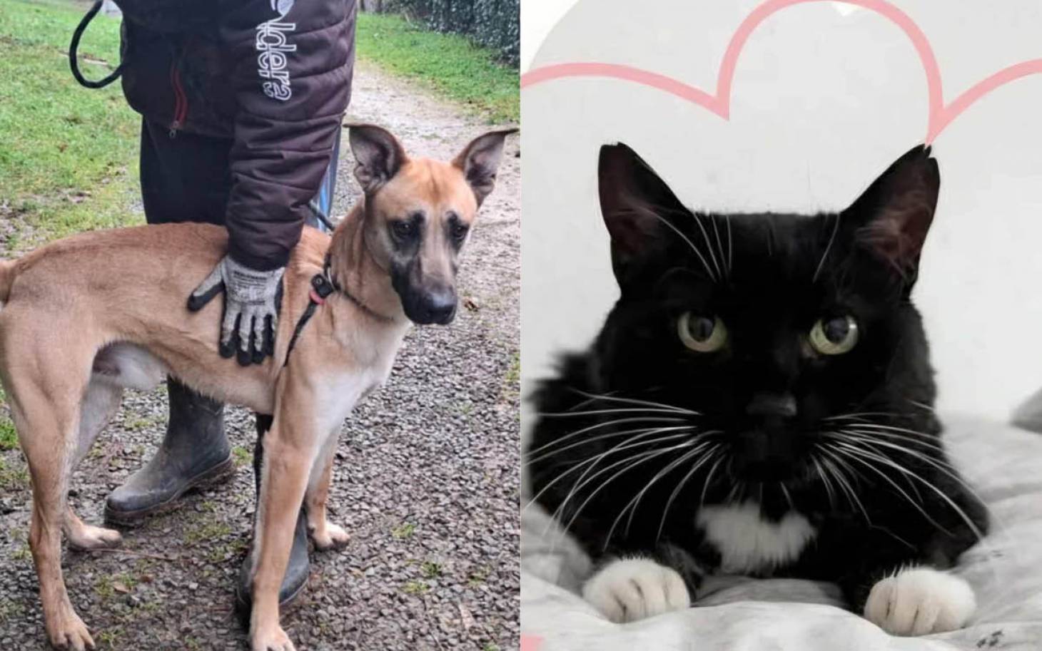 Adoptez-les : Simba et Marivi