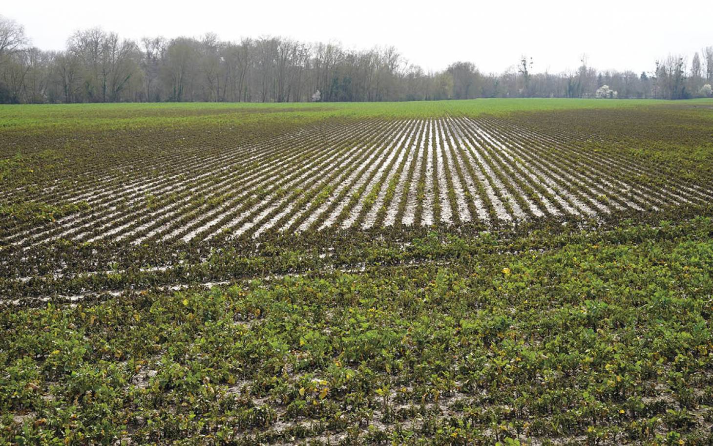 Intempéries : récoltes  compromises et semis retardés