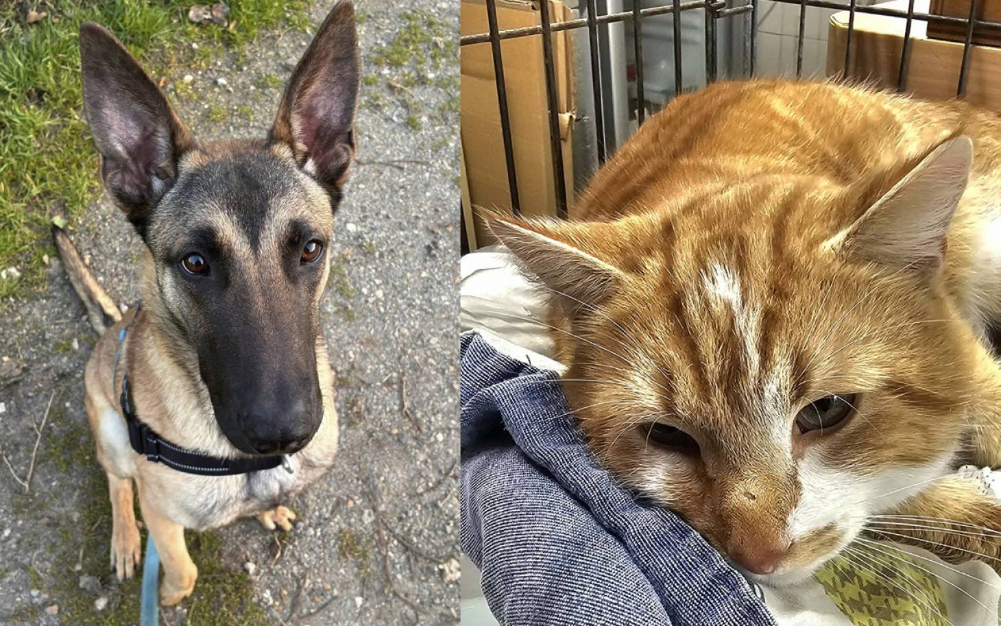 Adoptez-les : Djo et Paquito