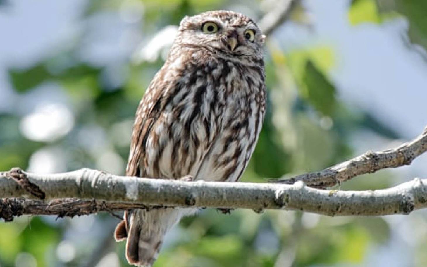 Petit miracle de la chouette