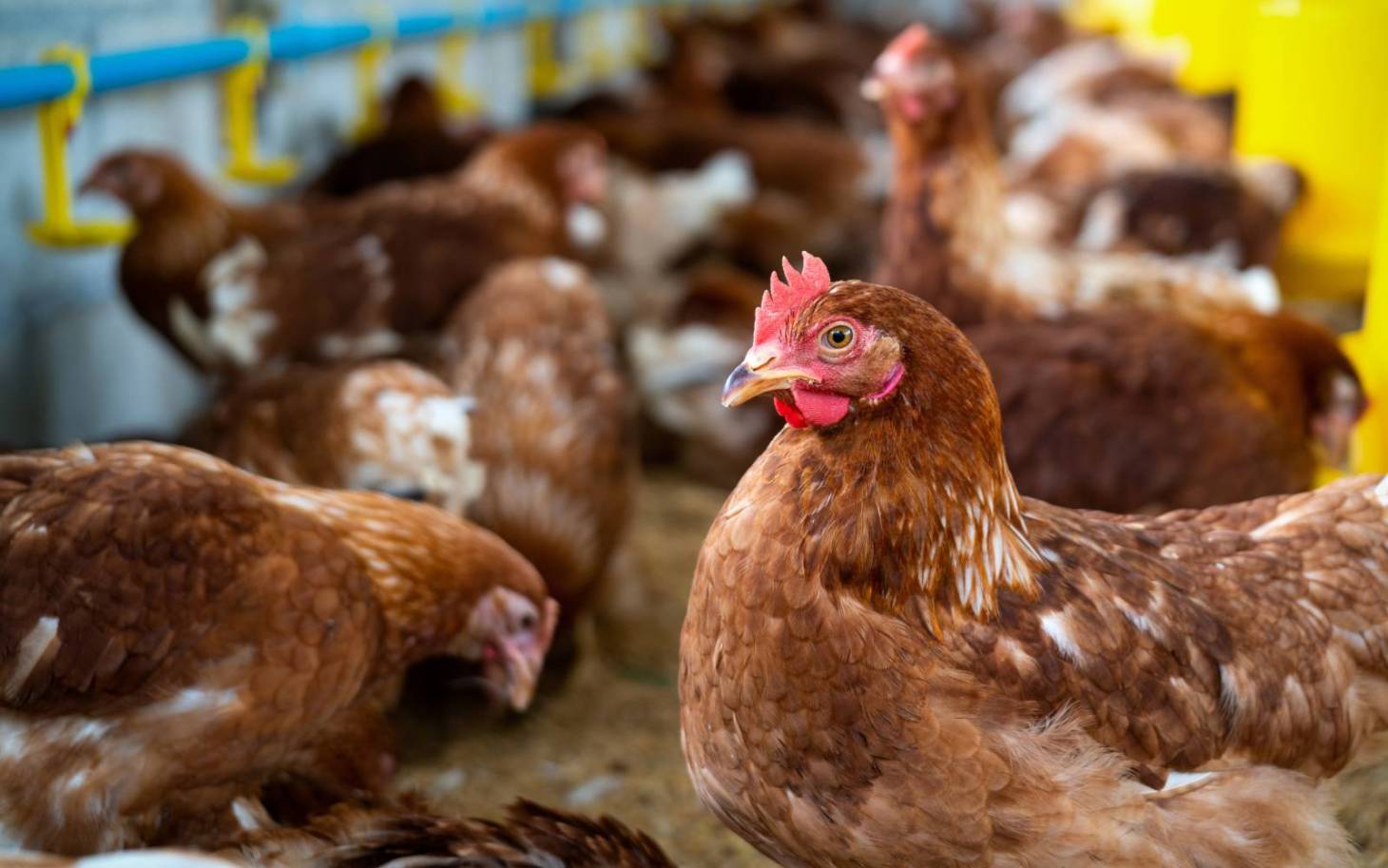 Poulailler de Celle-Lévescault : mobilisation des opposants samedi