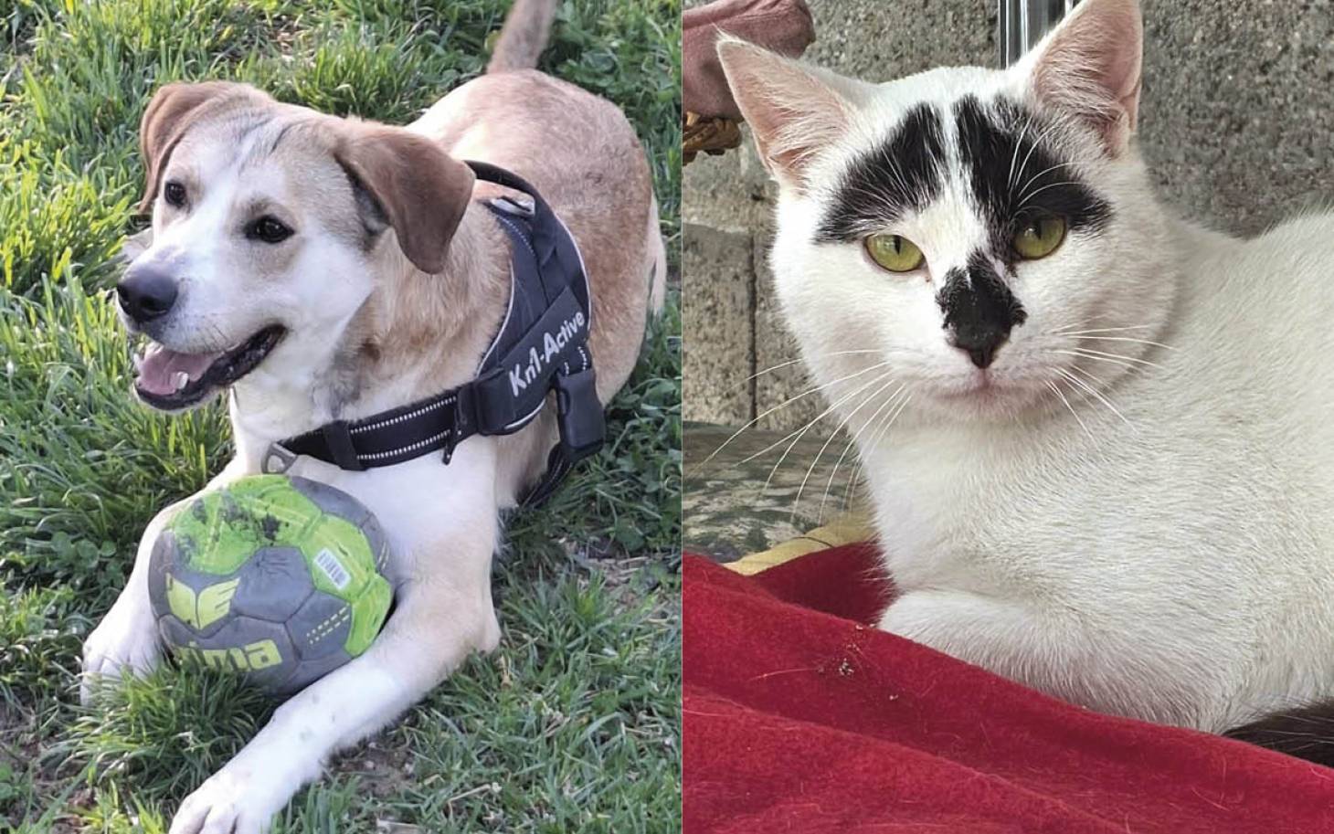 Adoptez-les : Sway et Picaboo
