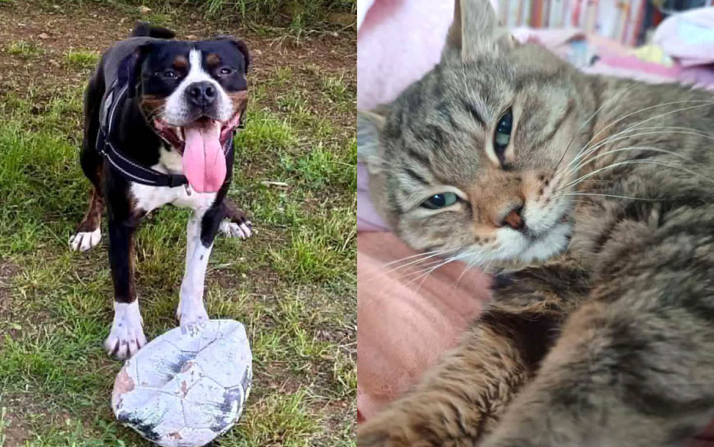 Adoptez-les : Oxo et Prado