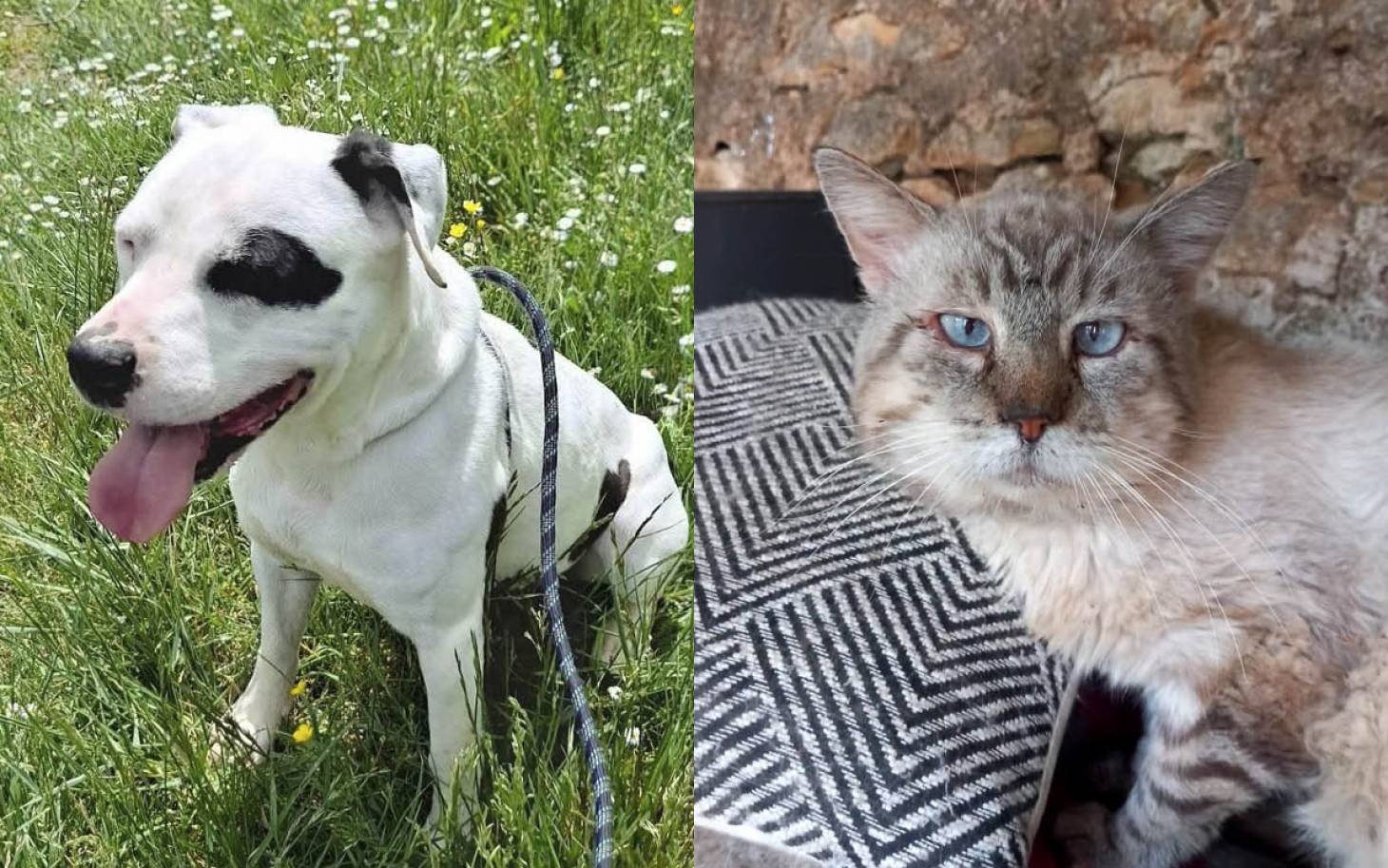 Adoptez-les : Peps et Buddy
