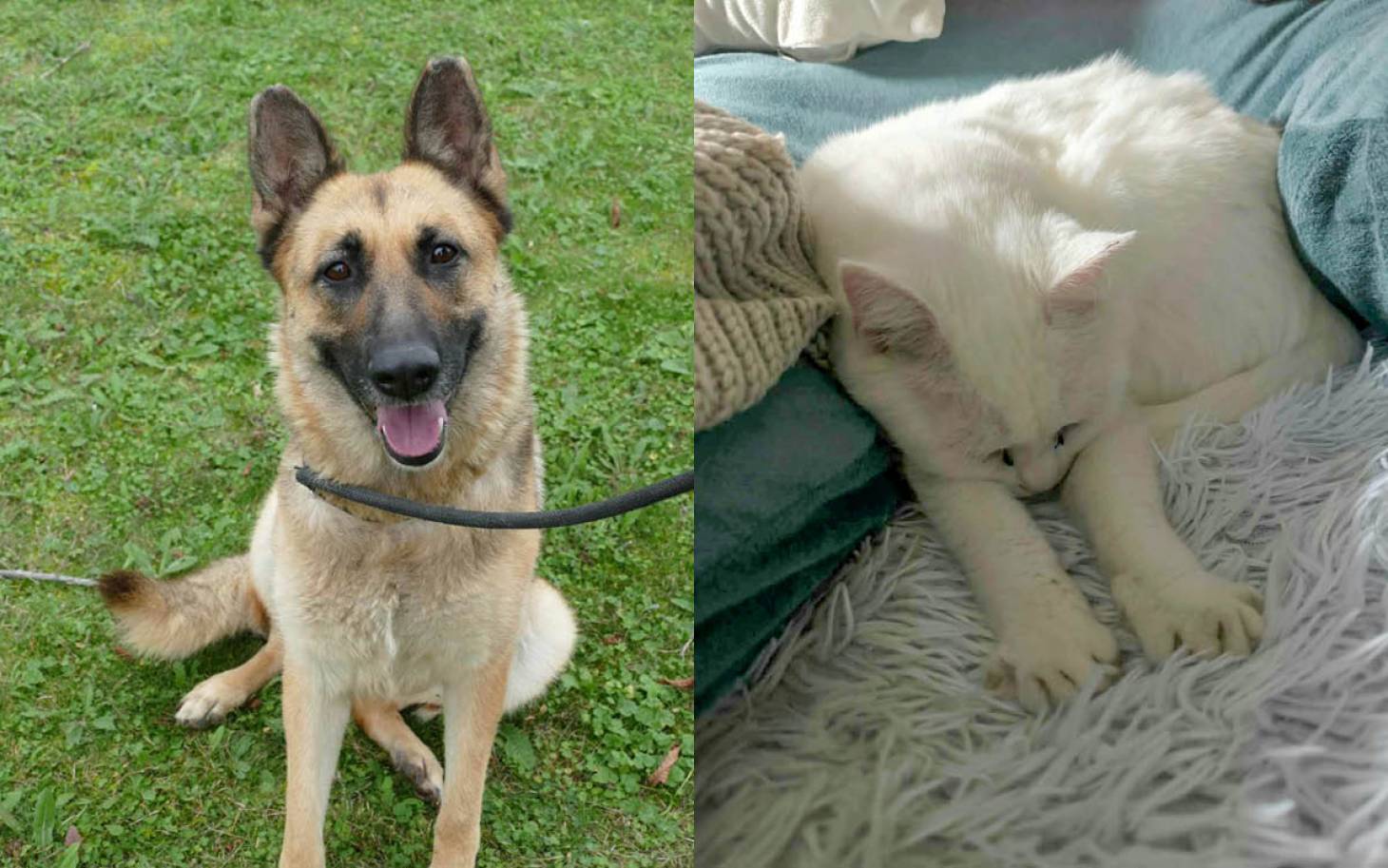 Adoptez-les : Princesse et Sopaline